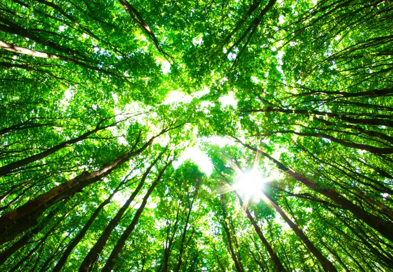 green tress